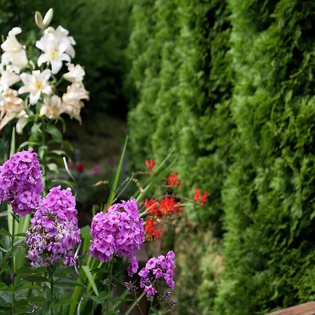 In Near Slopes * Wagrain